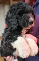 PYREDOODLE Mb, a male Pyredoodle for sale in Urbana, OH – Photo 2 of 10