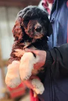 PYREDOODLE Mb, a male Pyredoodle for sale in Urbana, OH – Photo 10 of 10