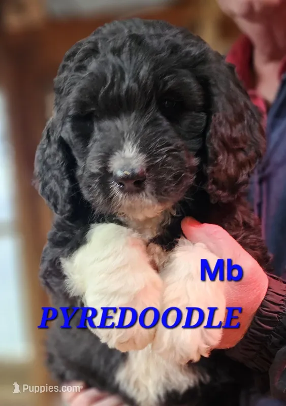 PYREDOODLE Mb