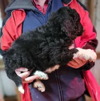 PYREDOODLE Mb, a male Pyredoodle for sale in Urbana, OH – Photo 9 of 10