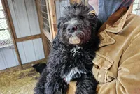 Poppy Fb, a female Pyredoodle for sale in Urbana, OH – Photo 5 of 10