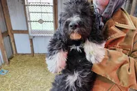 Poppy Fb, a female Pyredoodle for sale in Urbana, OH – Photo 2 of 10