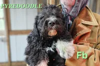 Poppy Fb, a female Pyredoodle for sale in Urbana, OH – Photo 1 of 10