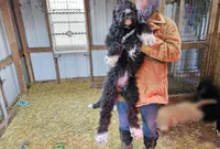 Poppy Fb, a female Pyredoodle for sale in Urbana, OH – Photo 8 of 10