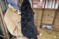 Poppy Fb, a female Pyredoodle for sale in Urbana, OH – Photo 9 of 10