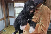 Poppy Fb, a female Pyredoodle for sale in Urbana, OH – Photo 7 of 10