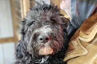 Poppy Fb, a female Pyredoodle for sale in Urbana, OH – Photo 10 of 10