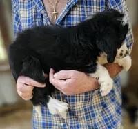 Bernedoo Fa, a female Bernedoodle for sale in Urbana, OH – 5 of 10