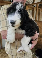 Bernedoodle Fb, a female Bernedoodle for sale in Urbana, OH – 2 of 10