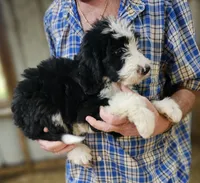 Beredoo Ma, a male Bernedoodle for sale in Urbana, OH – 5 of 10