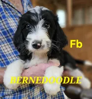 Bernedoo Fb, a female Bernedoodle for sale in Urbana, OH – 2 of 10