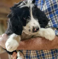 Bernedoo Fa, a female Bernedoodle for sale in Urbana, OH – 8 of 10