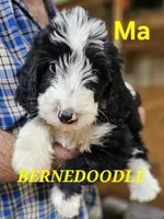 Beredoo Ma, a male Bernedoodle for sale in Urbana, OH – 3 of 10