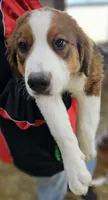 Sophies Mb, a female Bernese Mountain Dog and Great Pyrenees for sale in Urbana, OH – Photo 3 of 9