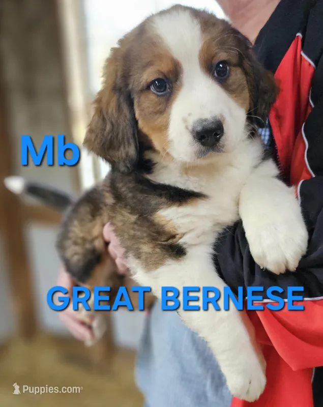 Sophies Mb – Bernese Mountain Dog puppy for sale in Urbana, OH