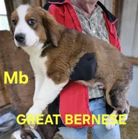 Sophies Mb, a female Bernese Mountain Dog and Great Pyrenees for sale in Urbana, OH – Photo 1 of 9