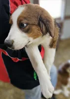 Sophies Mb, a female Bernese Mountain Dog and Great Pyrenees for sale in Urbana, OH – Photo 6 of 9