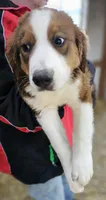 Sophies Mb, a female Bernese Mountain Dog and Great Pyrenees for sale in Urbana, OH – Photo 7 of 9