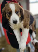 Sophies Mb, a female Bernese Mountain Dog and Great Pyrenees for sale in Urbana, OH – Photo 5 of 9