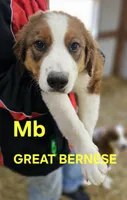 Sophies Mb, a female Bernese Mountain Dog and Great Pyrenees for sale in Urbana, OH – Photo 2 of 9
