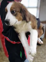 Sophies Mb, a female Bernese Mountain Dog and Great Pyrenees for sale in Urbana, OH – Photo 4 of 9