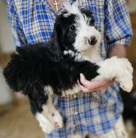 Beredoo Ma, a male Bernedoodle for sale in Urbana, OH – 4 of 10