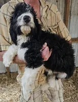 Bernedoodle Fc, a female Bernedoodle for sale in Urbana, OH – 8 of 10