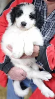 PYREDOODLE Mb, a male Great Pyrenees and Poodle - Standard  for sale in Urbana, OH – 8 of 10