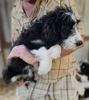 Bernedoodle Fa, a female Bernedoodle for sale in Urbana, OH – 3 of 10