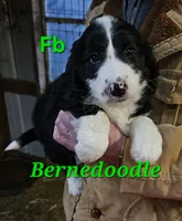 Stellas Fb, a female Bernedoodle for sale in Urbana, OH – Photo 9 of 10