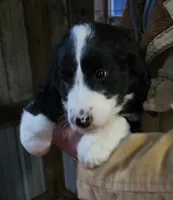 Stellas Fb, a female Bernedoodle for sale in Urbana, OH – Photo 8 of 10