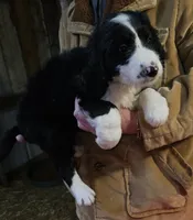 Stellas Fb, a female Bernedoodle for sale in Urbana, OH – Photo 7 of 10