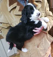 Stellas Fb, a female Bernedoodle for sale in Urbana, OH – Photo 10 of 10