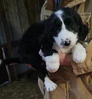 Stellas Fb, a female Bernedoodle for sale in Urbana, OH – Photo 4 of 10