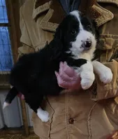 Stellas Fb, a female Bernedoodle for sale in Urbana, OH – Photo 5 of 10
