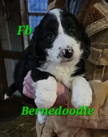 Stellas Fb, a female Bernedoodle for sale in Urbana, OH – Photo 1 of 10