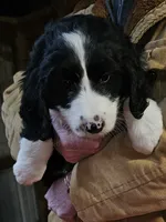 Stellas Fb, a female Bernedoodle for sale in Urbana, OH – Photo 2 of 10