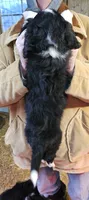 Stellas Fb, a female Bernedoodle for sale in Urbana, OH – Photo 3 of 10