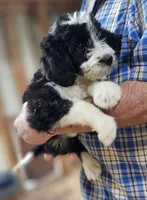 Bernedoo Fg, a female Bernedoodle for sale in Urbana, OH – 6 of 10