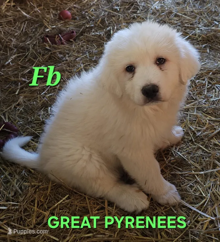 Crissas Fb – Great Pyrenees puppy for sale in Urbana, OH