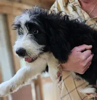 Bernedoodle Fa, a female Bernedoodle for sale in Urbana, OH – 9 of 10