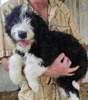 Bernedoodle Fb, a female Bernedoodle for sale in Urbana, OH – 7 of 10
