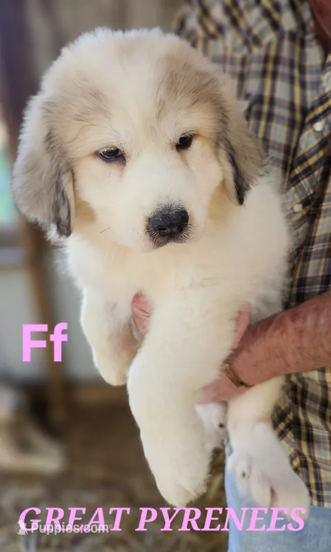Poppys Ff – Great Pyrenees puppy for sale in Urbana, OH