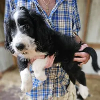 Bernedoo Fd, a female Bernedoodle for sale in Urbana, OH – 7 of 10