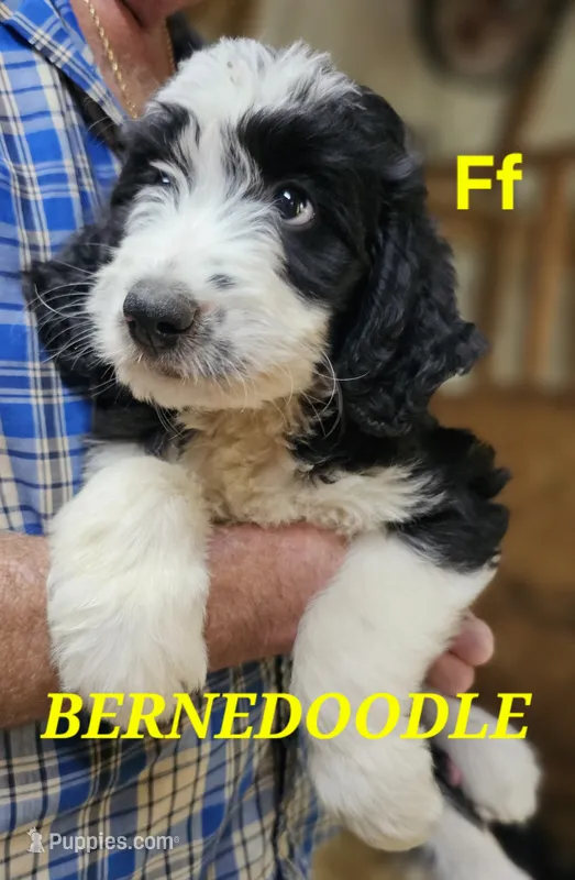 Bernedoo Ff – Bernedoodle puppy for sale in Urbana, OH
