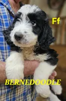 Bernedoo Ff, a female Bernedoodle for sale in Urbana, OH – 1 of 10