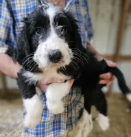 Bernedoo Fd, a female Bernedoodle for sale in Urbana, OH – 8 of 10
