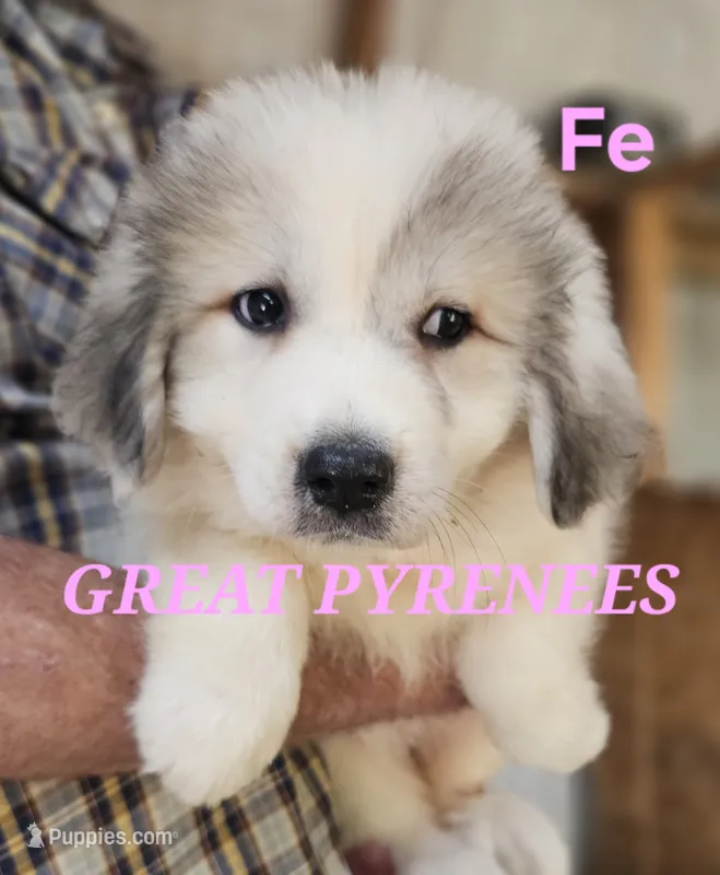 Poppys Fe – Great Pyrenees puppy for sale in Urbana, OH