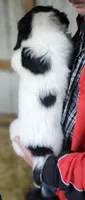 PYREDOODLE Fc, a female Great Pyrenees and Poodle - Standard  for sale in Urbana, OH – 6 of 10