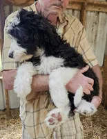 Bernedoodle Fb, a female Bernedoodle for sale in Urbana, OH – 9 of 10